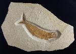 Tharsis dubius (BLAINVILLE 1818) - Bild © FossNet FossilienStore